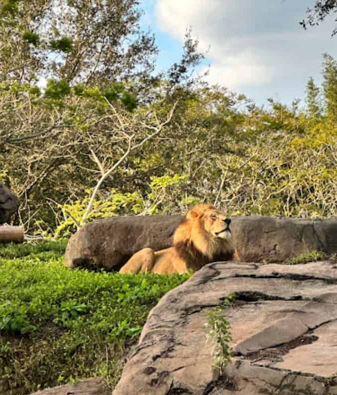 Disneys Animal Kingdom