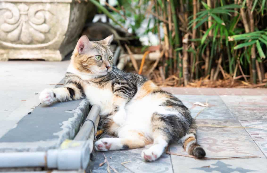 Katze Ernest Hemingway Home and Museum