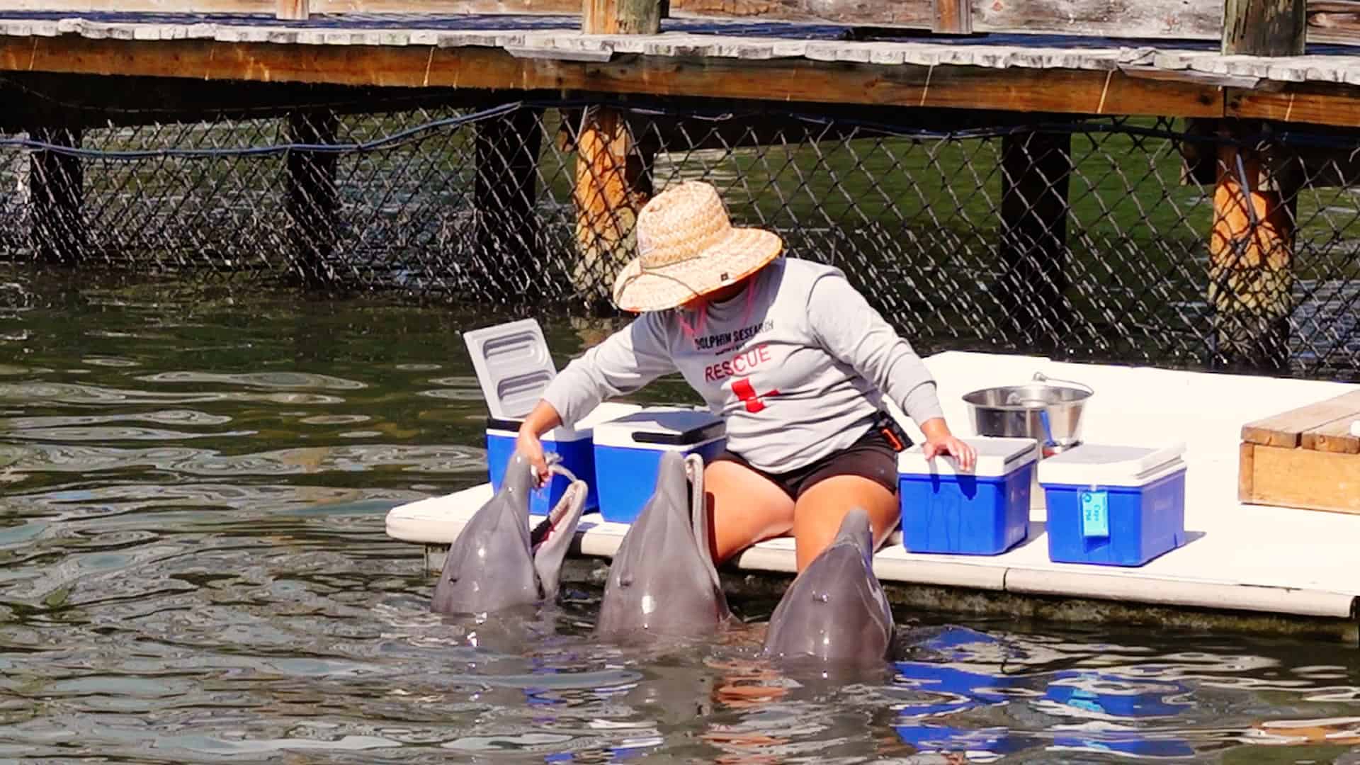 Dolphin Research Center