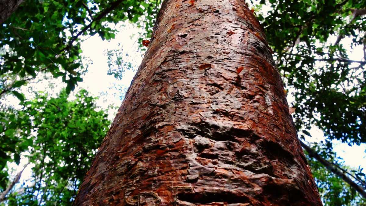 Gumbo Limbo Baum