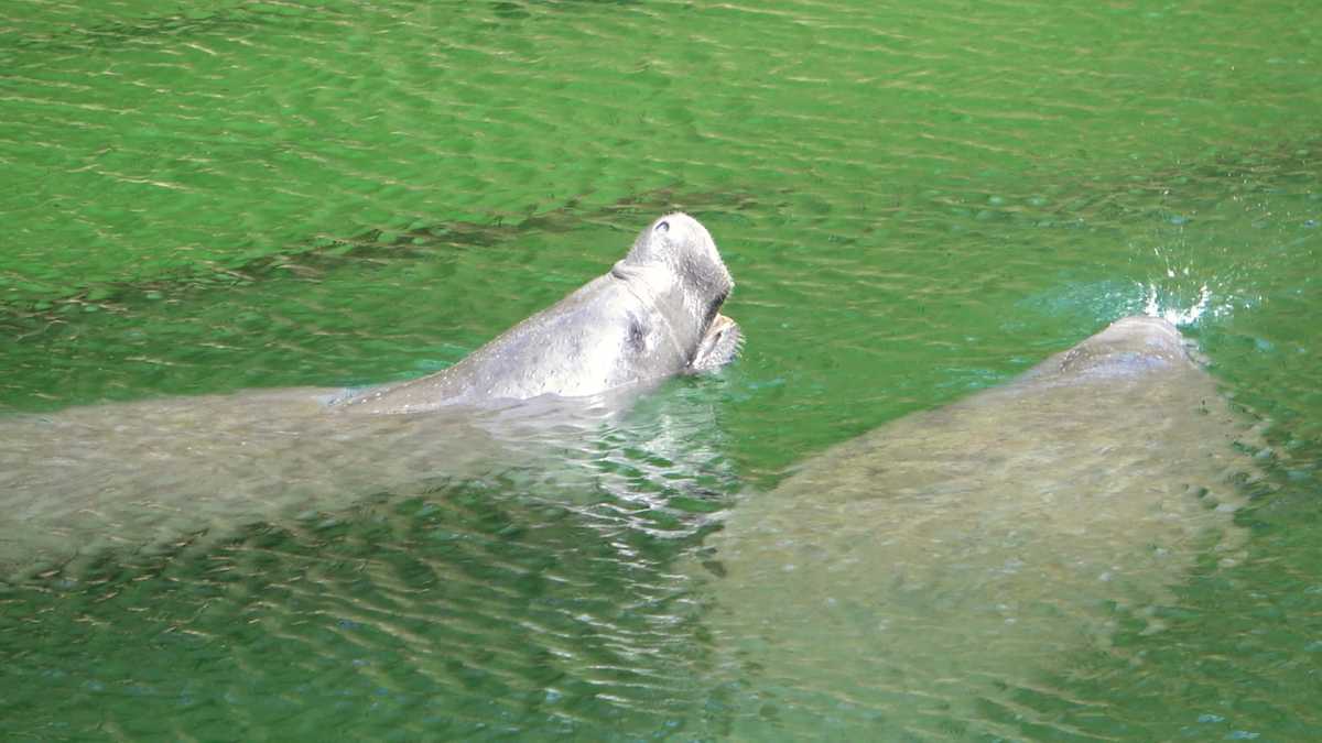 Manatees im Blue Spring State Park