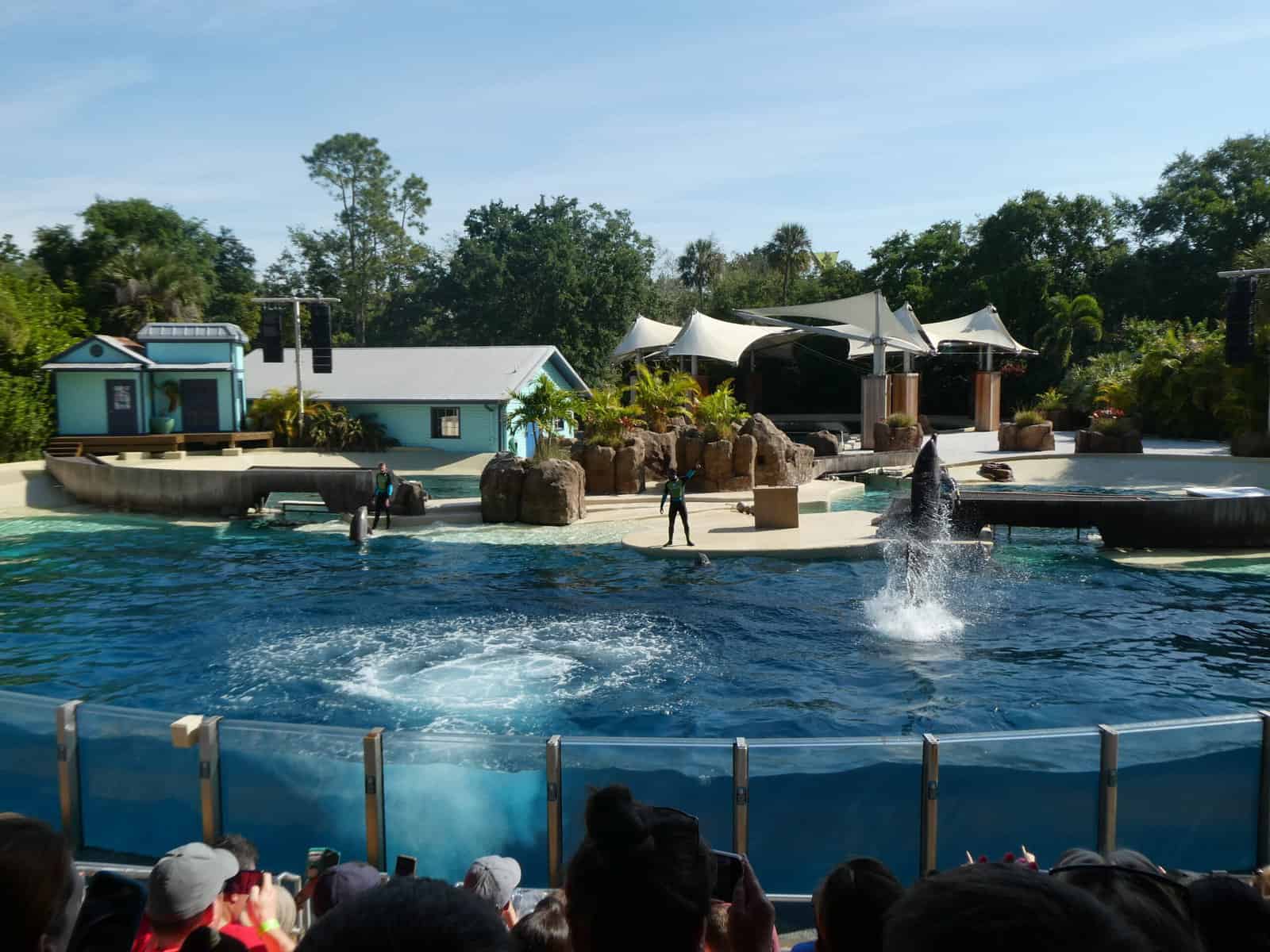 Seaworld Orlando Show