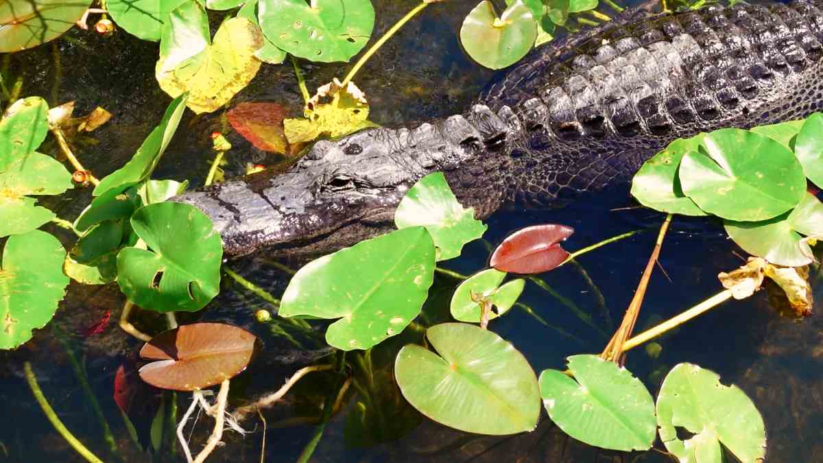 Everglades National Park