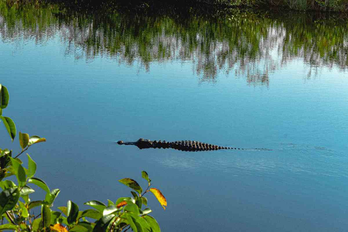 Alligator in den Everglades